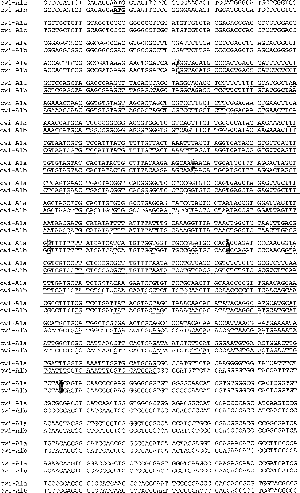 Auxiliary method for identifying wheat with different thousand grain weight properties, and special primer thereof