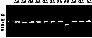 Molecular marker related to chicken carcass characters and acquisition method and application thereof