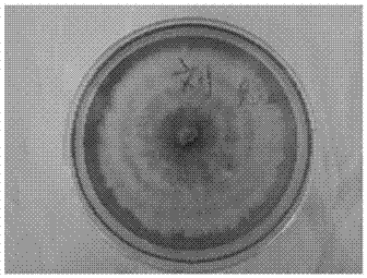 A strain of Inonotus obliquus qd04 and method for transforming Polygonum cuspidatum into resveratrol, triterpene saponins and polysaccharides