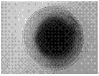 A strain of Inonotus obliquus qd04 and method for transforming Polygonum cuspidatum into resveratrol, triterpene saponins and polysaccharides