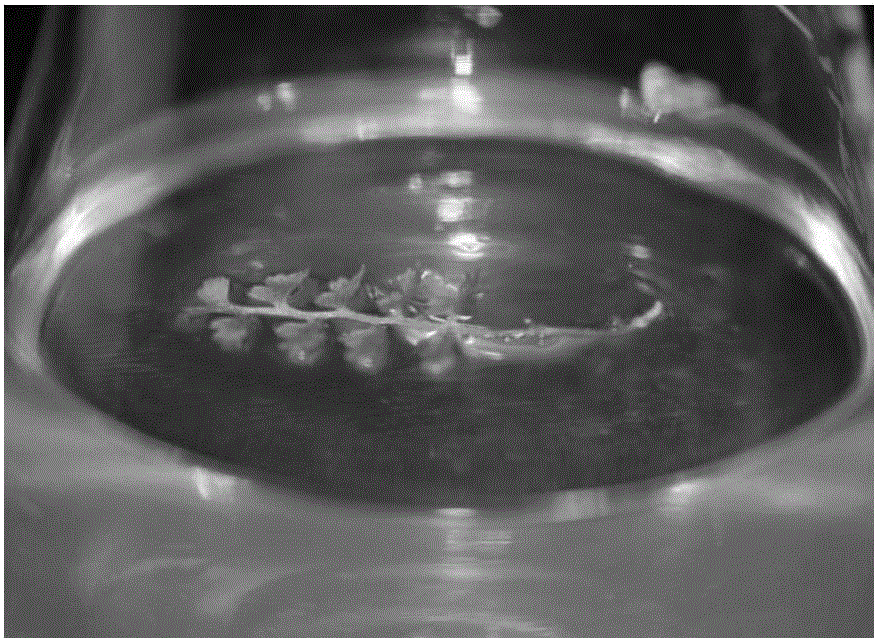 Induction method and application of dryopteris fragrans callus tissues