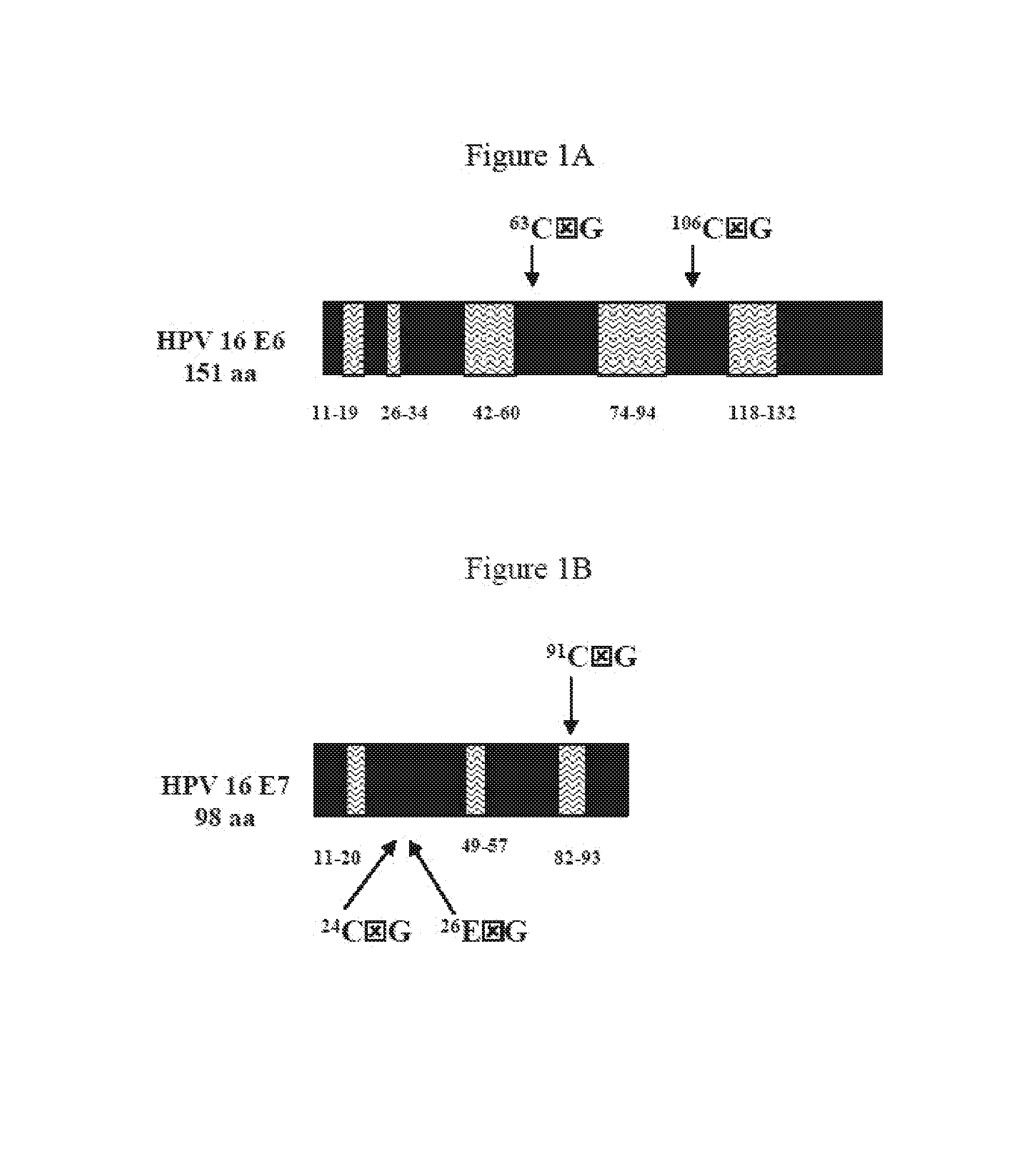 Human papillomavirus polypeptides and immunogenic compositions