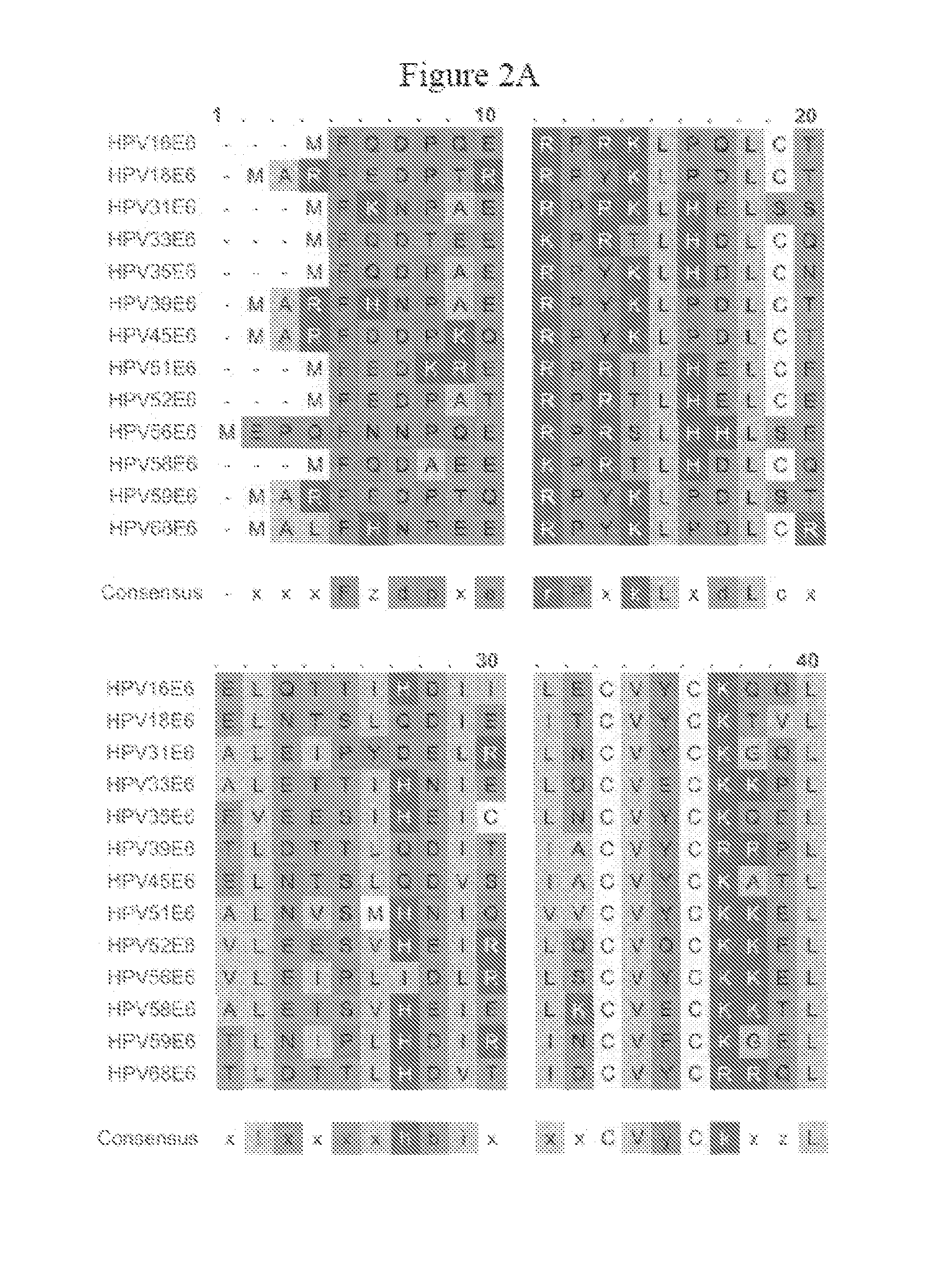 Human papillomavirus polypeptides and immunogenic compositions