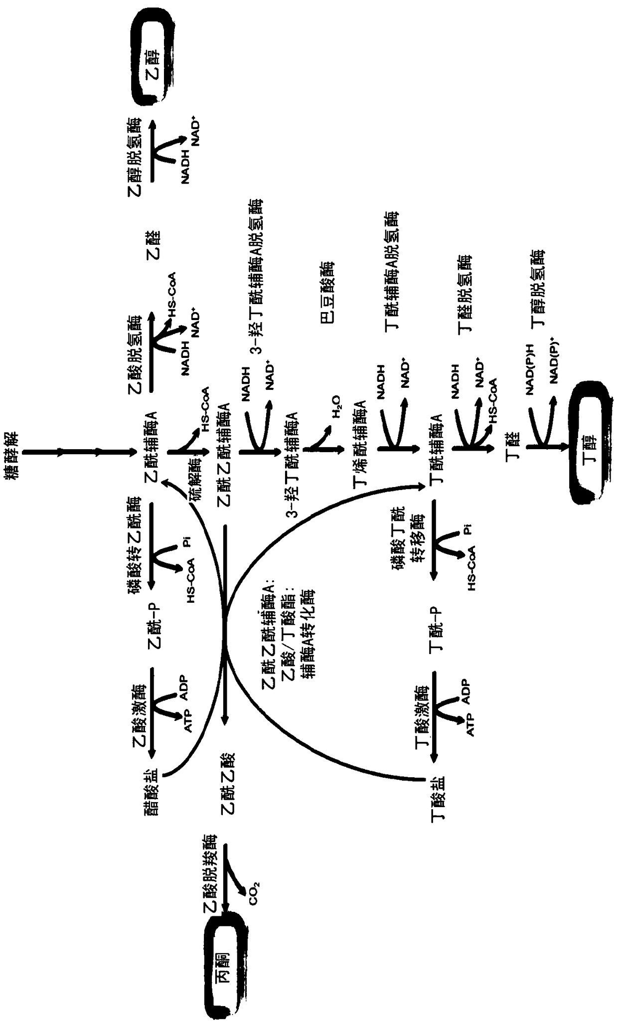 Enzymatic hydrolysis buffer solution for promoting acetone-butanol-ethanol fermentation production of fibers and application thereof