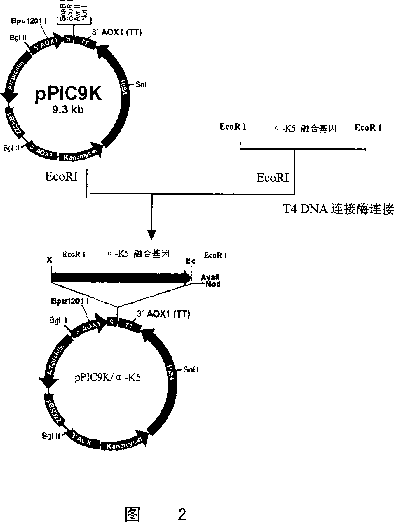 Preparation method of recombinant human plasminogen Kringle 5(hk5)