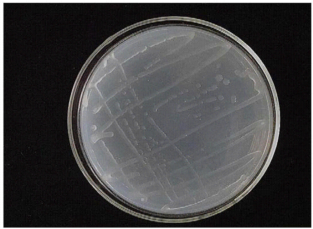 Plant growth-promoting rhizobacterium SXH-3 and application thereof