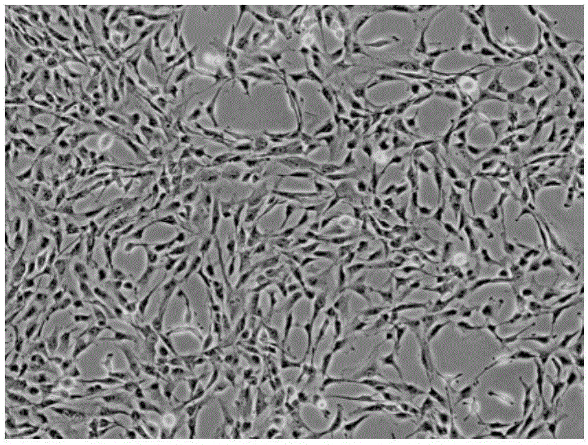 Stem-cell biological preparation, and preparation method and application thereof