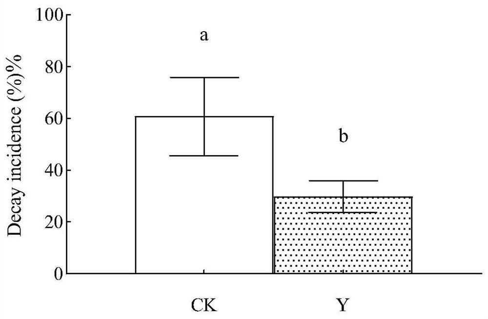 Method for postharvest disease control, storage and preservation of cherry tomatoes by using pichia caribbica