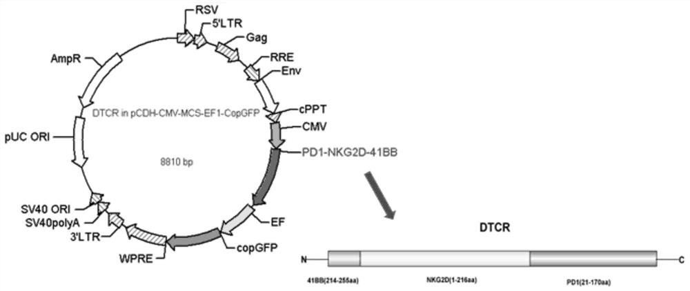 An enhanced anti-tumor NK cell and its preparation method and application