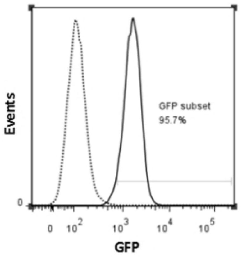 An enhanced anti-tumor NK cell and its preparation method and application