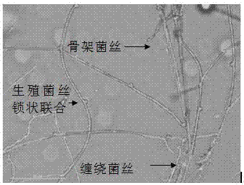 Artificial cultivation method for wild agaricus campestris and application