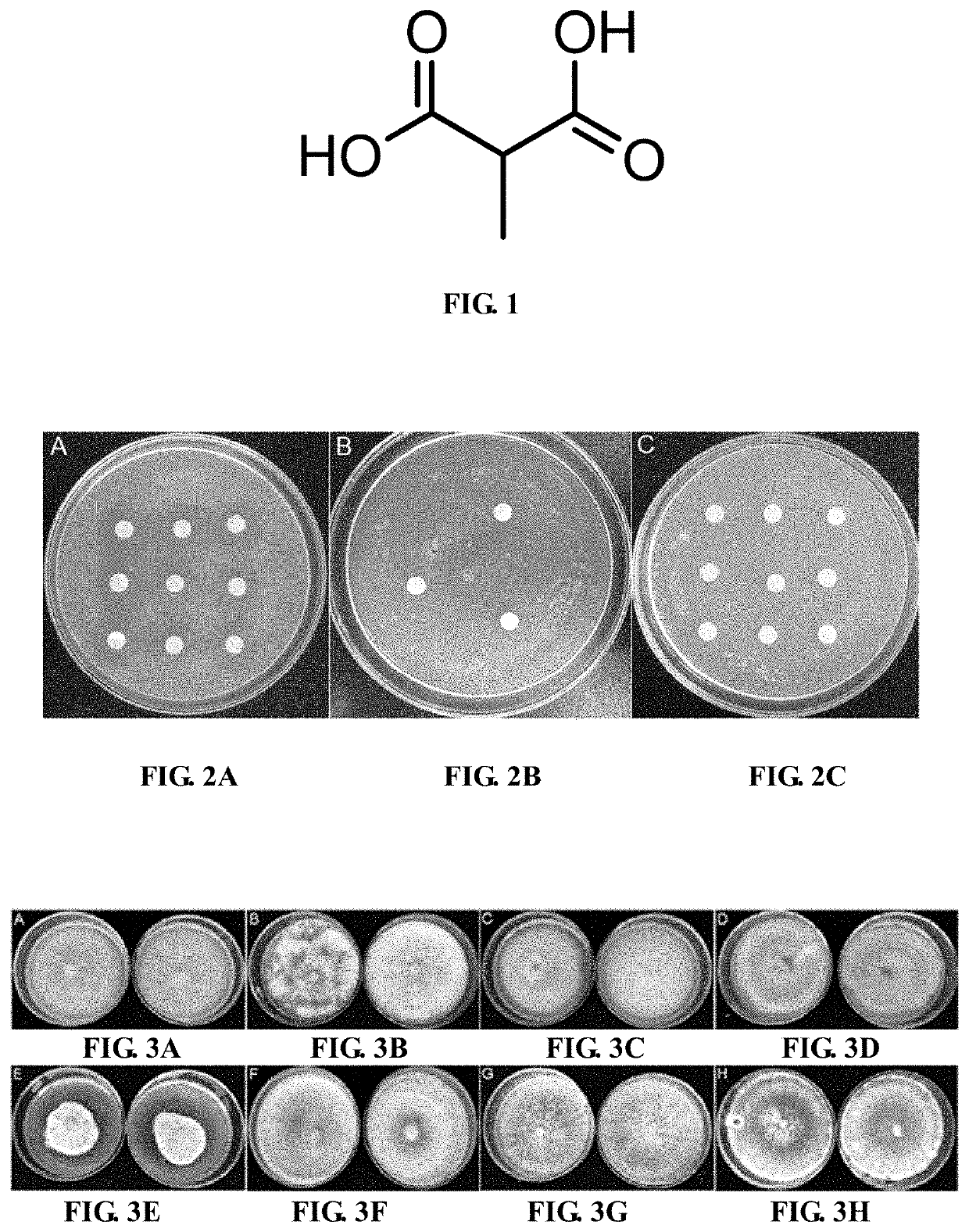 Application of methylmalonic acid in the preparation of nematode insecticides