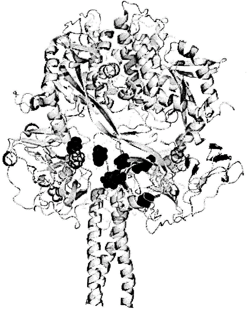 Anti-human respiratory syncytial virus (rsv) antibody and method of use