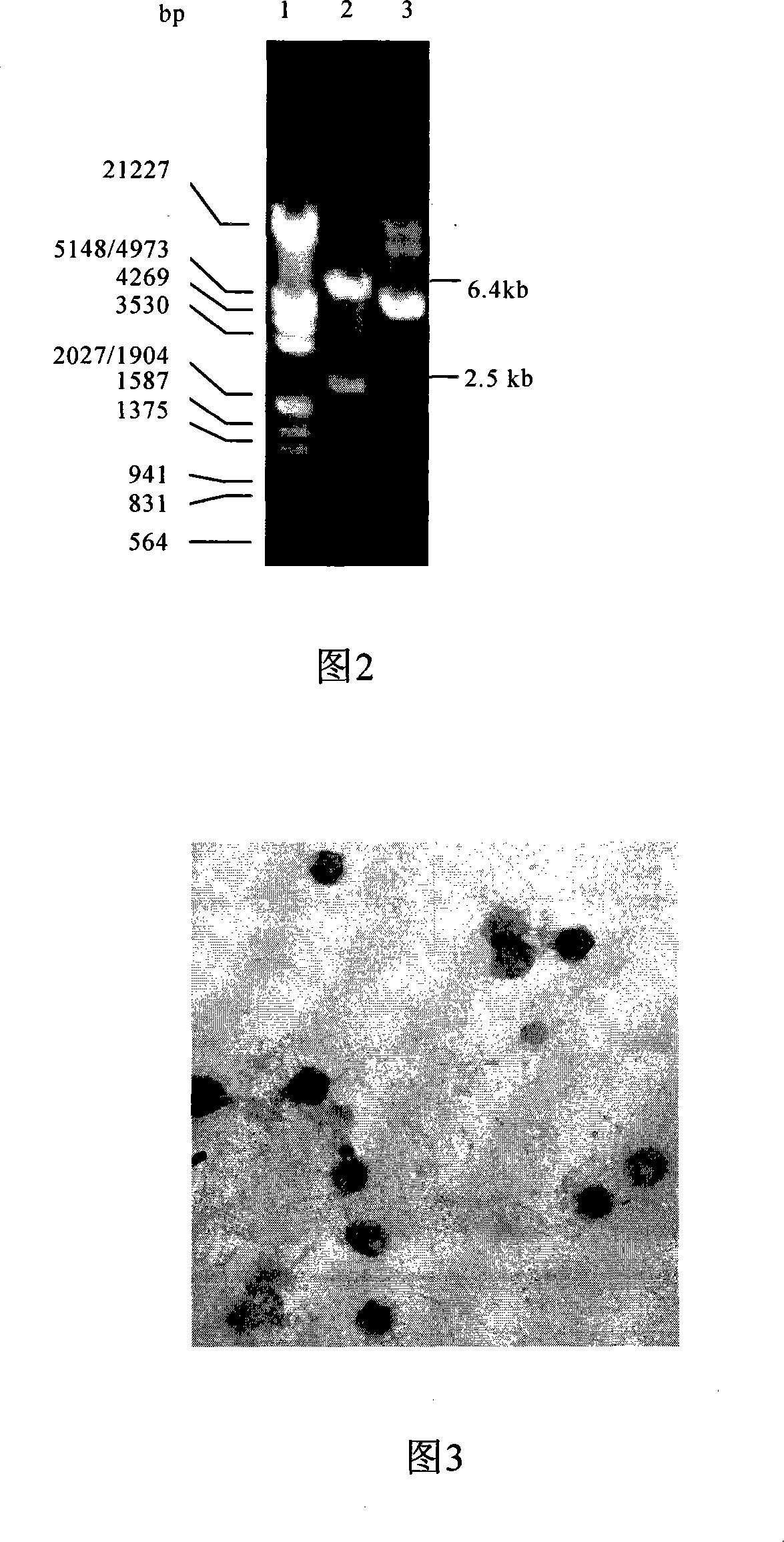 General purpose method for preparing integration type cell immortalization vector