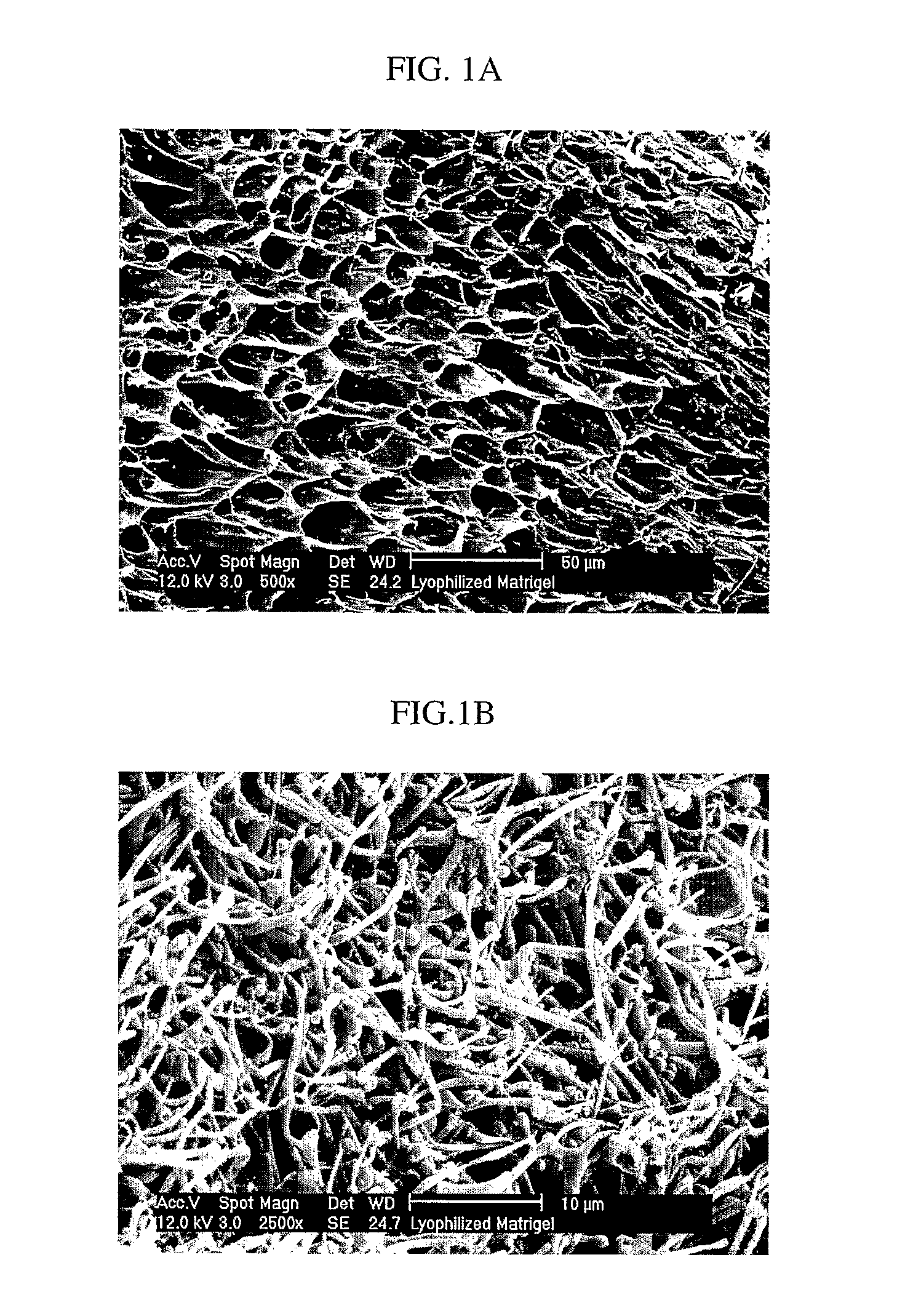 Three-dimensional scaffolds for tissue engineering made by processing complex extracts of natural extracellular matrices