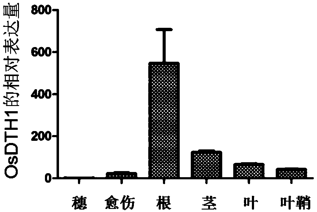 Rice stress resistance related gene OsDTH1 related to and its encoded protein and application thereof