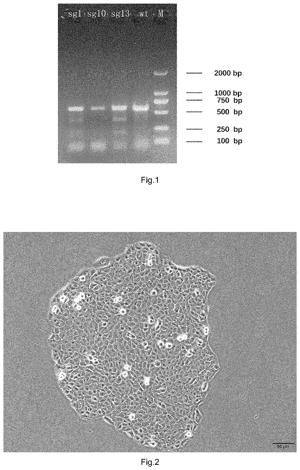 A Cell Model For In Vitro Evaluation Of Compound-Induced Skin Sensitization And A Constructing Method Therefor