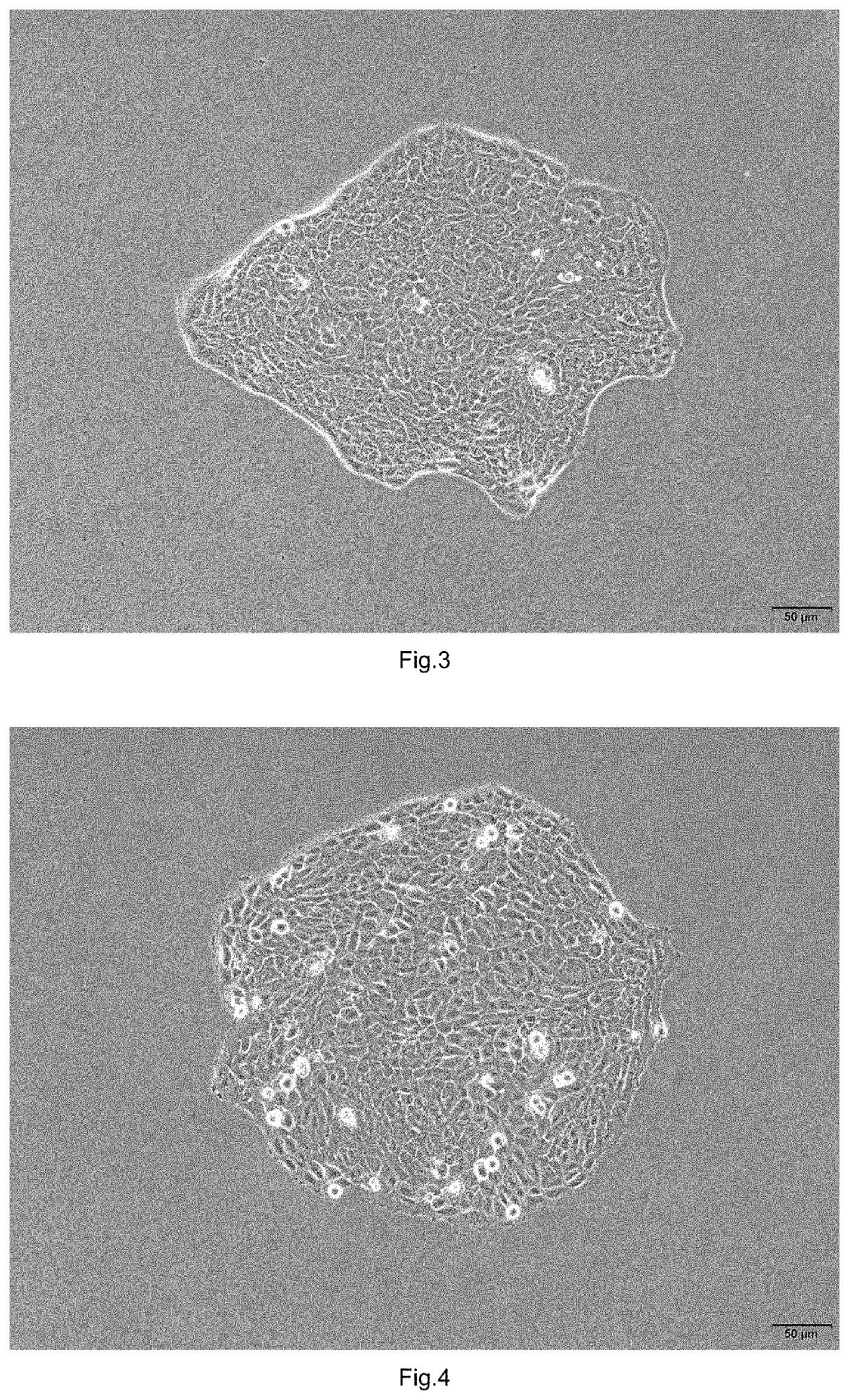 A Cell Model For In Vitro Evaluation Of Compound-Induced Skin Sensitization And A Constructing Method Therefor