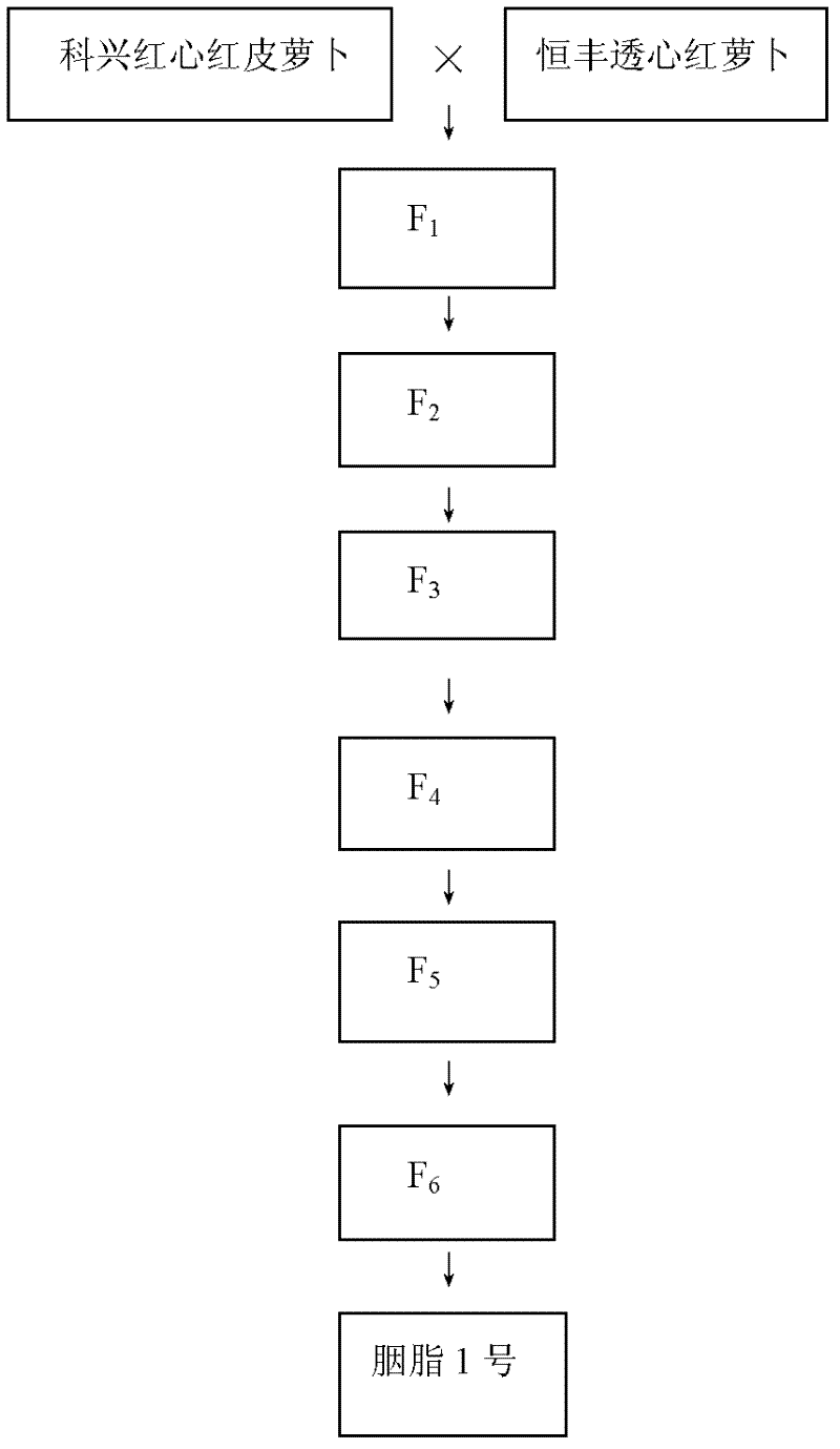 A kind of breeding method of radish rich in anthocyanins