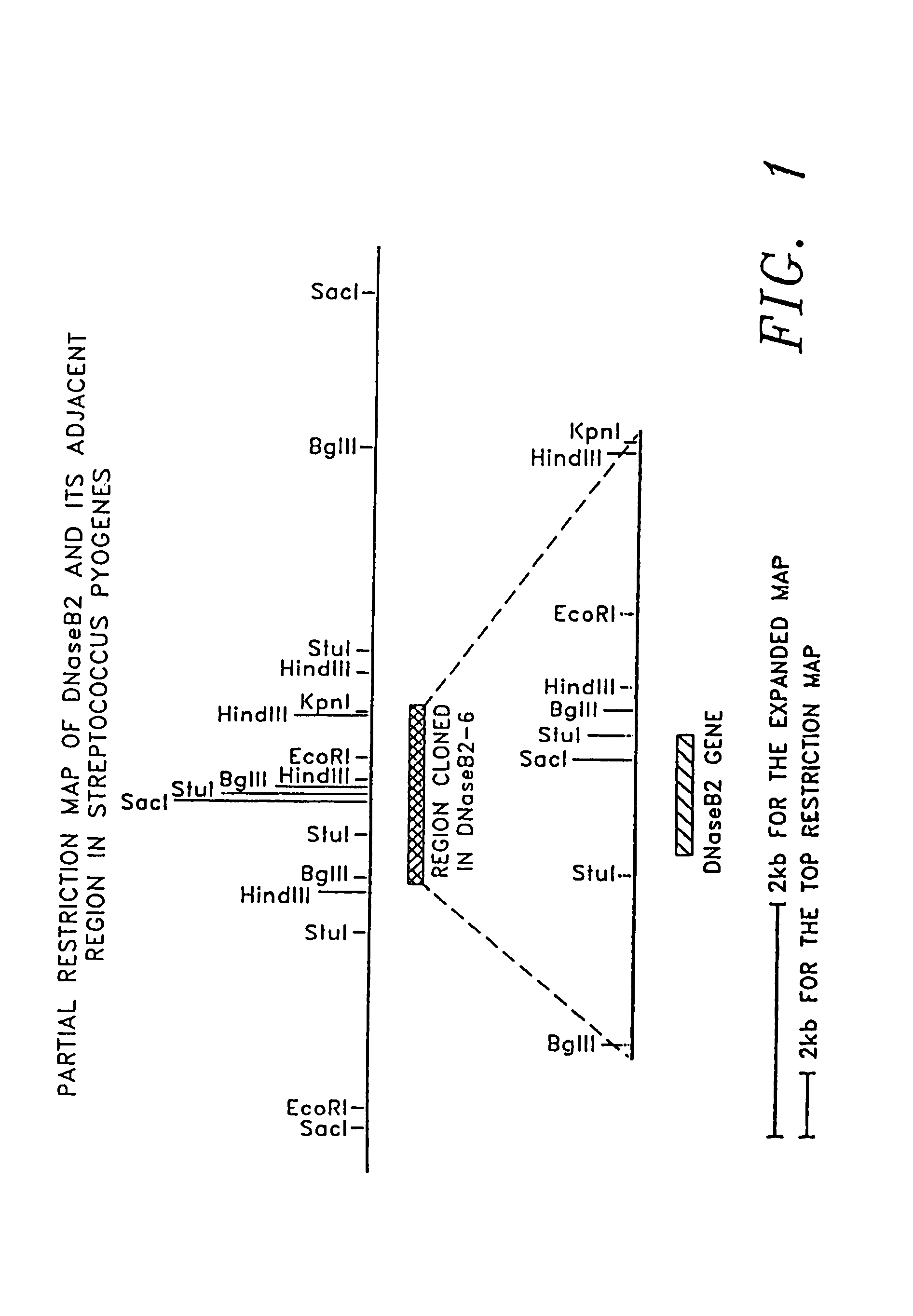 Recombinant DNase B derived from <i>Streptococcus pyogenes </i>