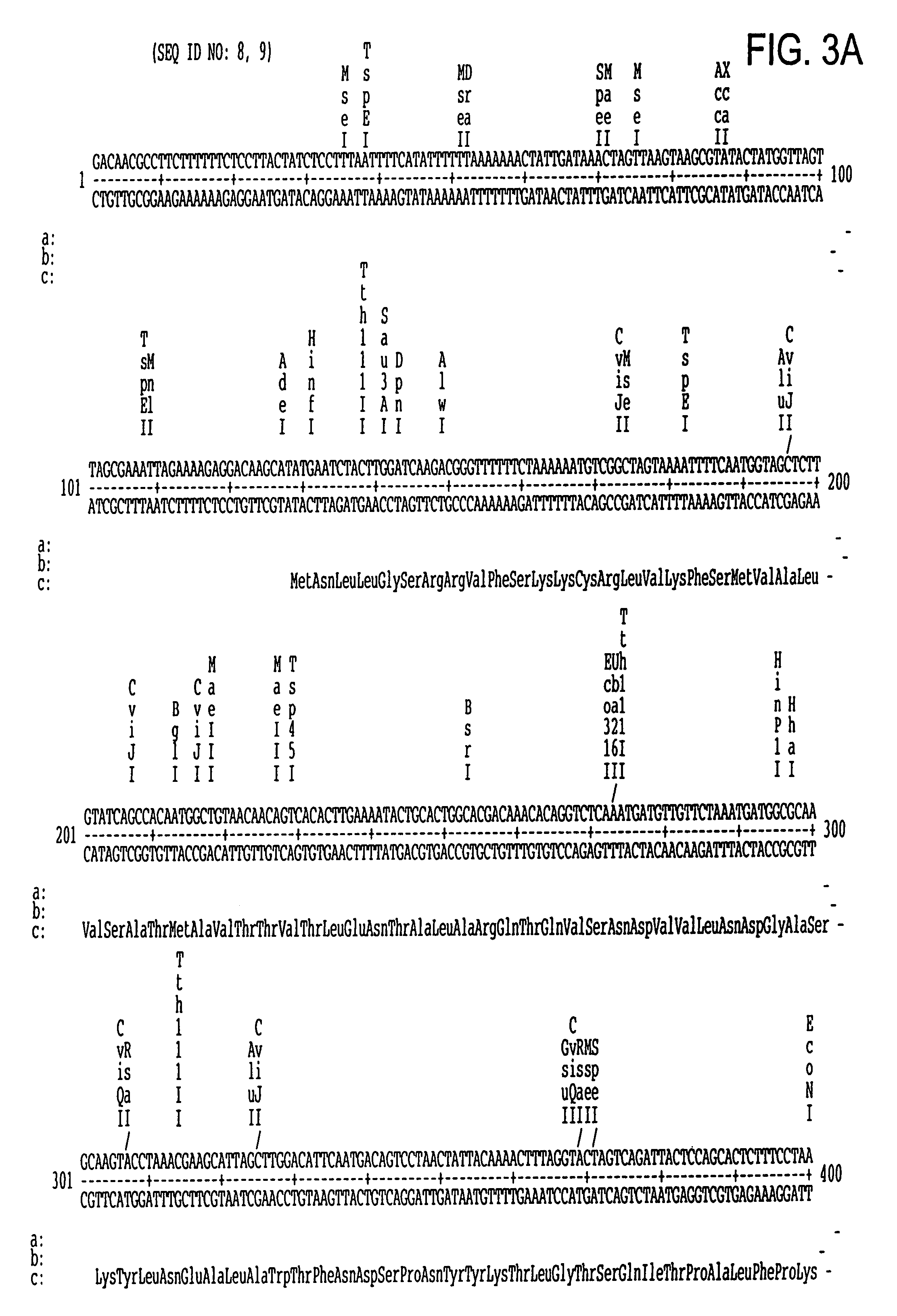 Recombinant DNase B derived from <i>Streptococcus pyogenes </i>