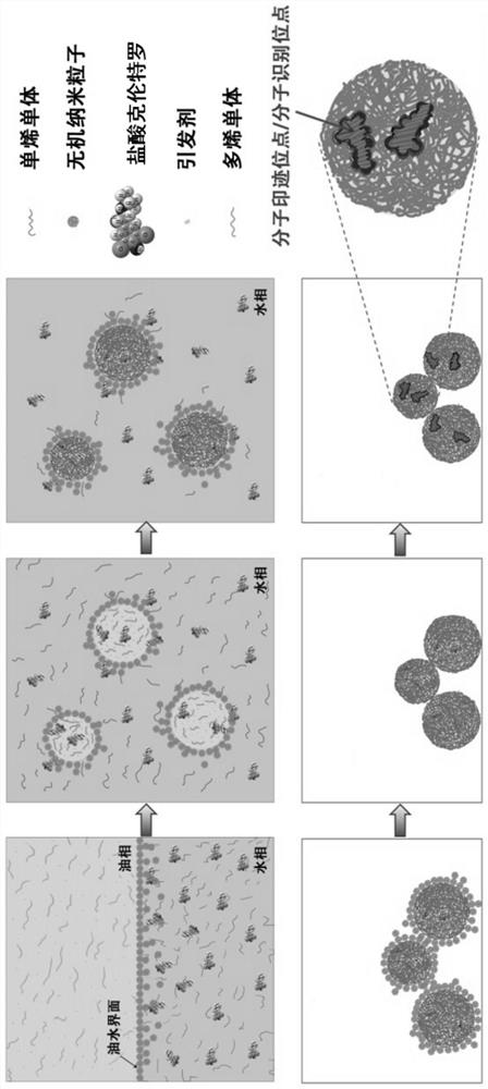 A preparation method of clenbuterol hydrochloride molecularly imprinted polymer microspheres