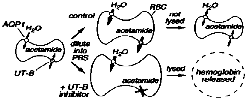 Polysubstituted thieno[2,3-b]pyridine derivatives, and preparation method and application thereof