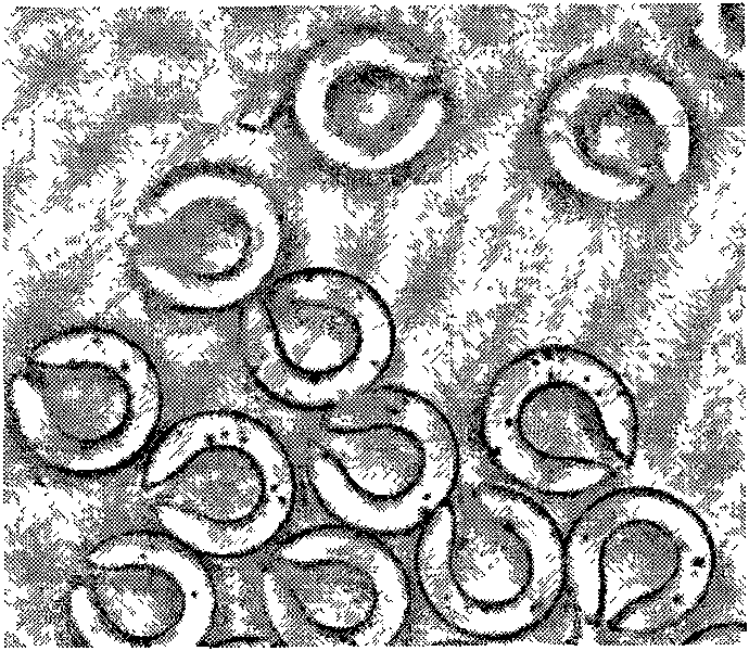 Polyester composite fiber and method for producing same