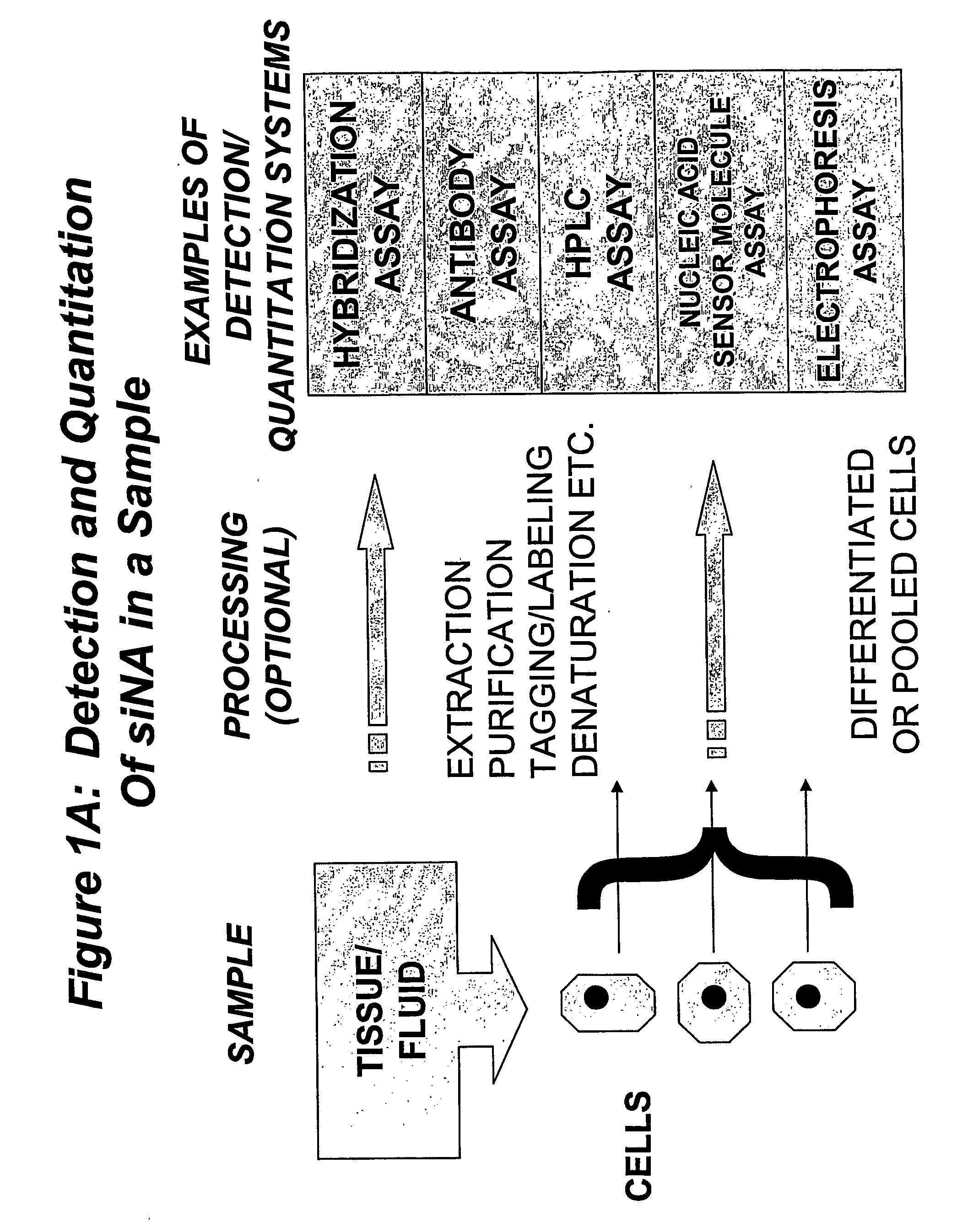 Detection and Quantitation of Nucleic Acid Molecules in Biological Samples