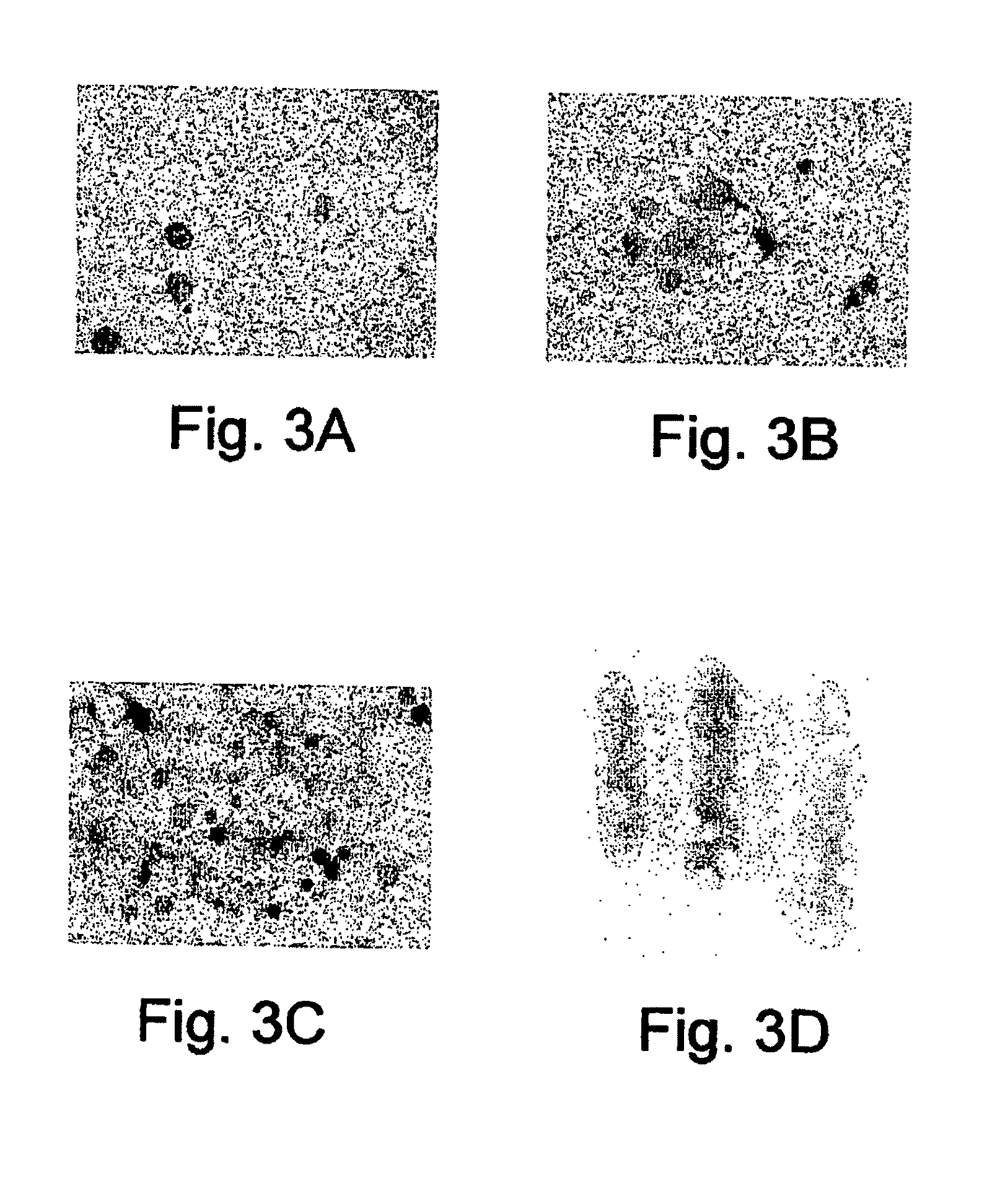 Agent derived from tortoise spleen stimulating mammalian hemopoiesis