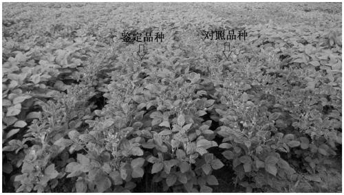 Soybean leaf wrinkling disease field identification method