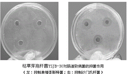 Swine bacillus subtilis and feed probiotic prepared by solid fermentation by using swine bacillus subtilis