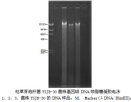 Swine bacillus subtilis and feed probiotic prepared by solid fermentation by using swine bacillus subtilis