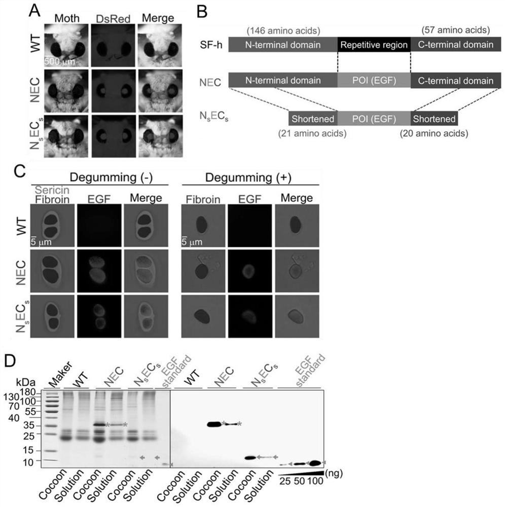 Silkworm silk gland recombinant expression vector for expressing human epidermal growth factor as well as preparation method and application thereof