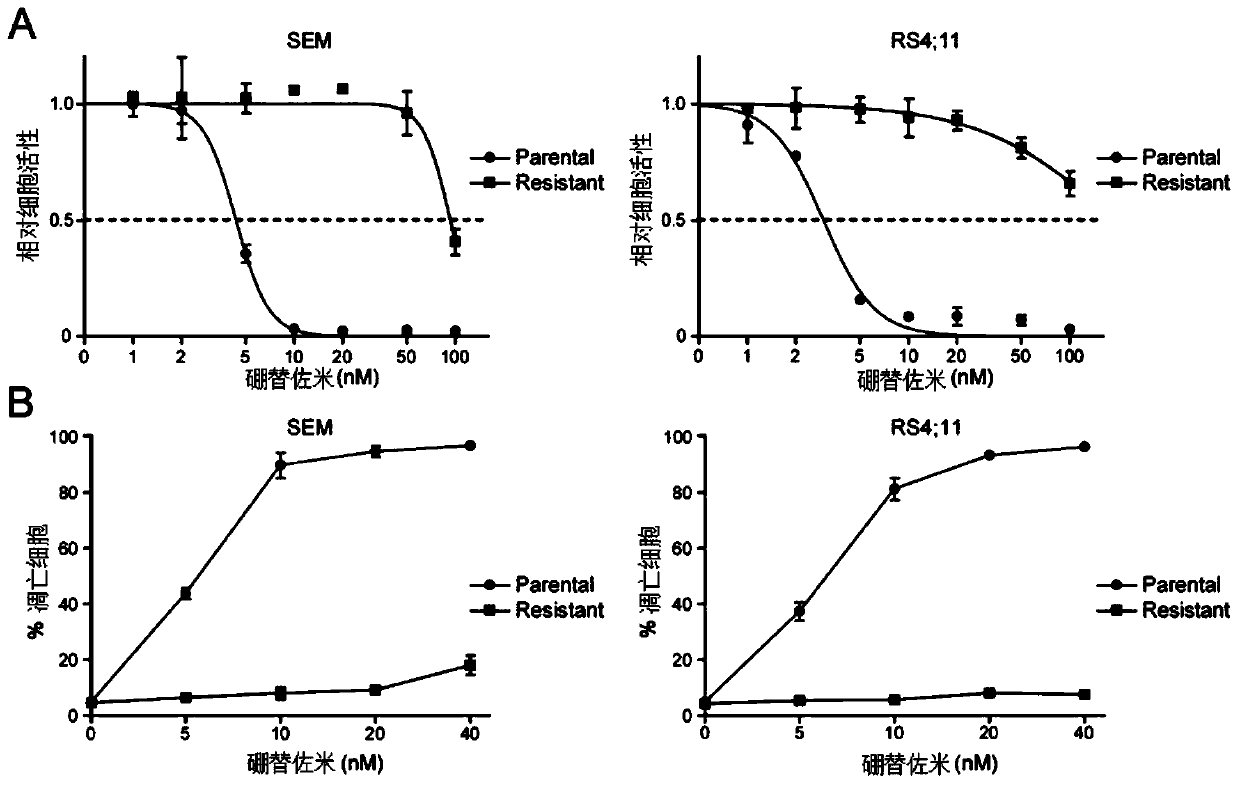 Application of combination of bortezomib and panobinostat or vorinostat in preparing drugs for treating drug-resistant MLL