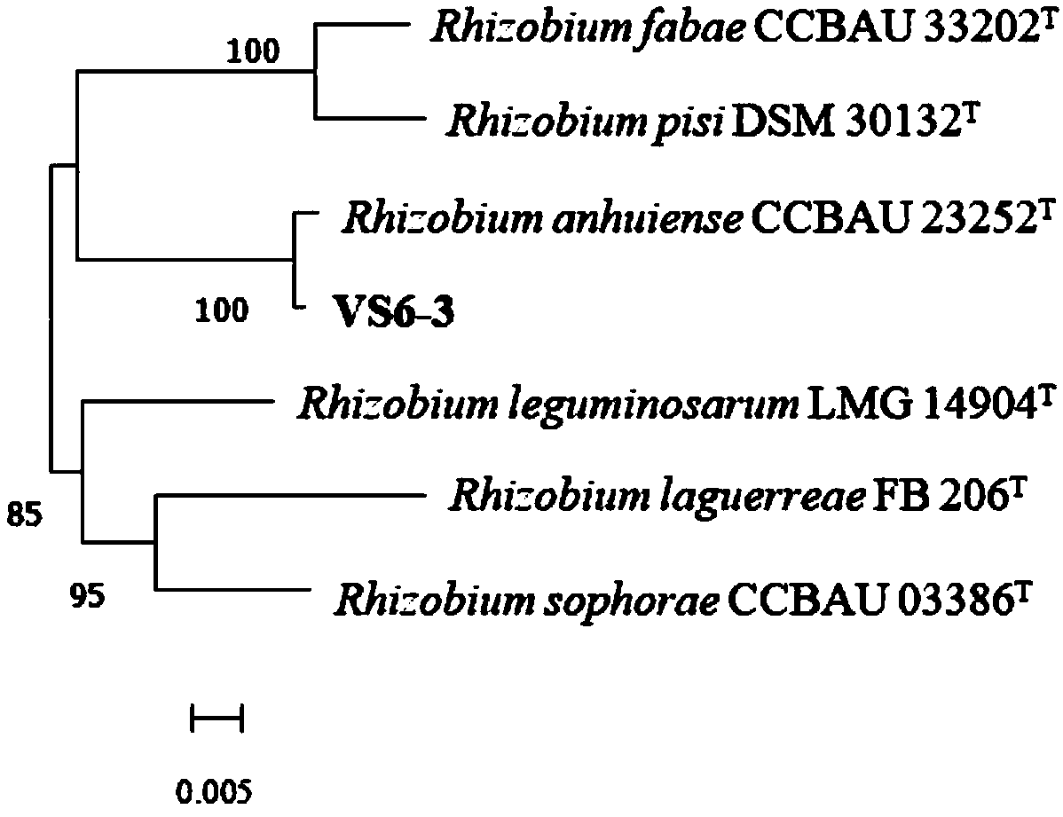 Vicia sativa rhizobium strain VS6-3 and application thereof