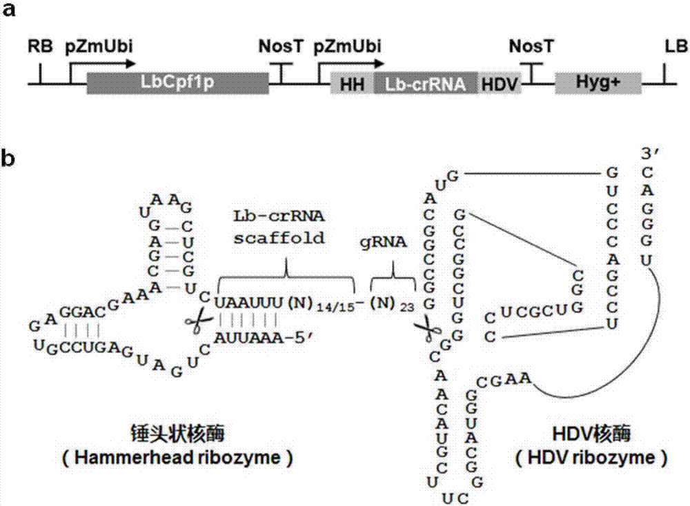 CRISPR/Cpf1 plant genome directional modification function unit, carrier comprising function unit, and application thereof