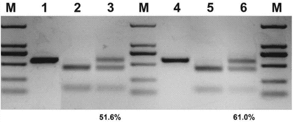 CRISPR/Cpf1 plant genome directional modification function unit, carrier comprising function unit, and application thereof