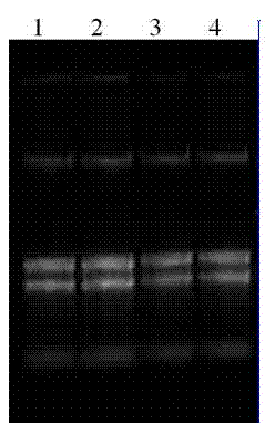 Extraction method for RNA (ribonucleic acid) of secondary dormancy seeds of mature rapes