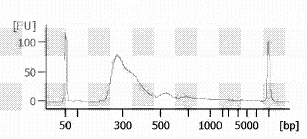 Extraction method for RNA (ribonucleic acid) of secondary dormancy seeds of mature rapes