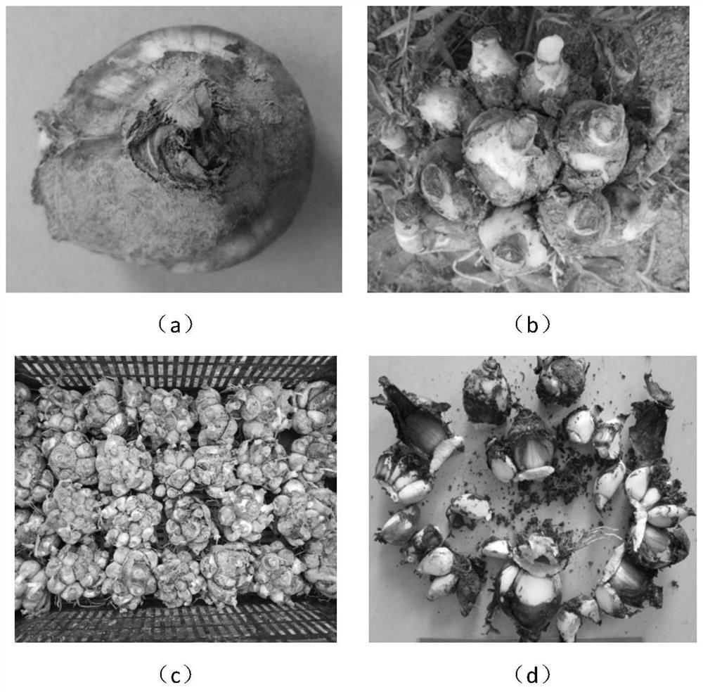 An improved method for propagating side bulbs of narcissus