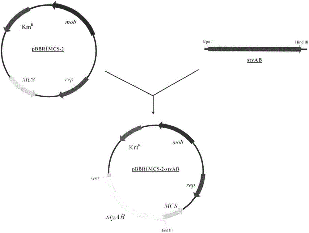 Construction method and application of genetically engineering strain capable of producing indigo pigment