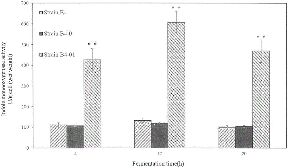 Construction method and application of genetically engineering strain capable of producing indigo pigment