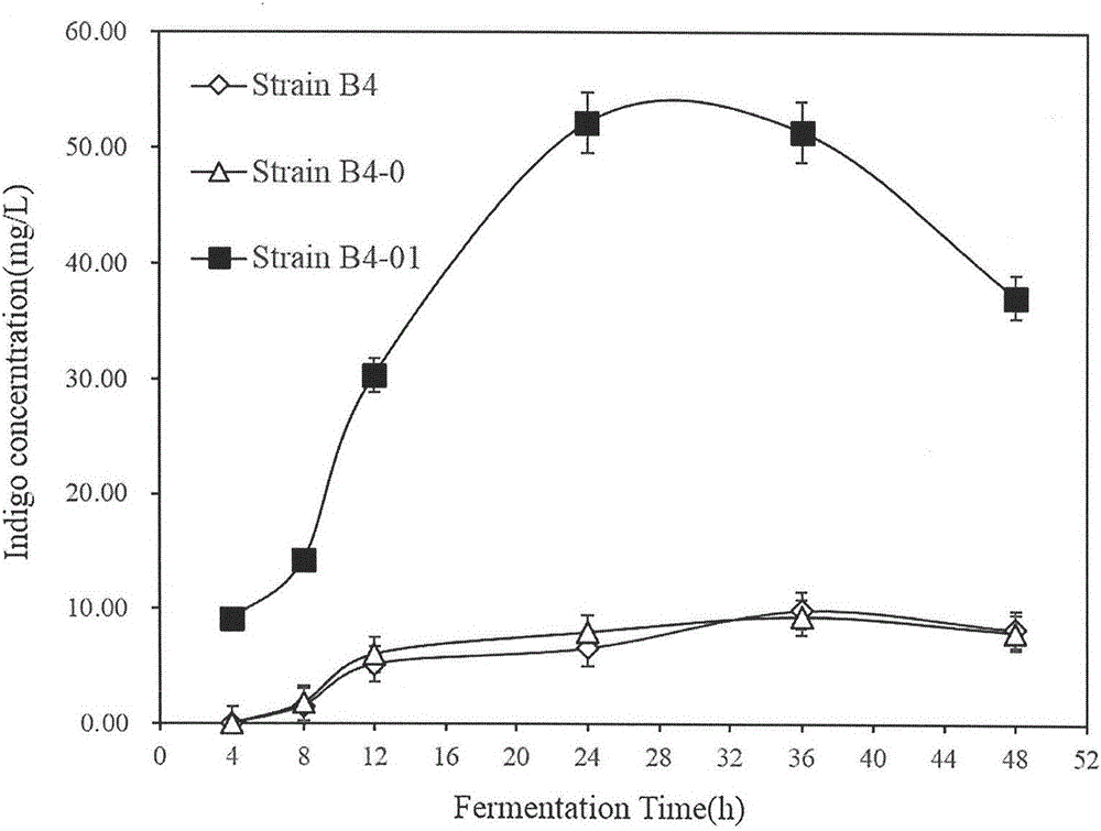 Construction method and application of genetically engineering strain capable of producing indigo pigment