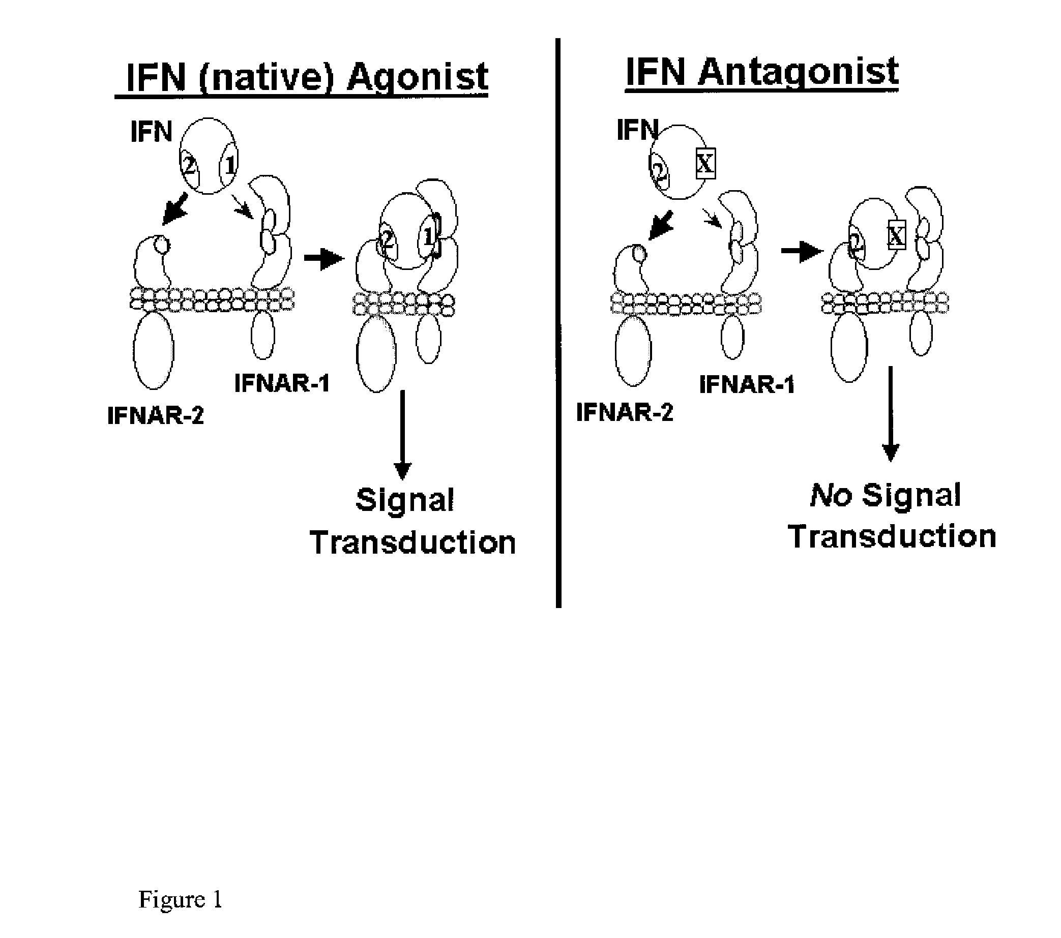 Type I Interferon Antagonists