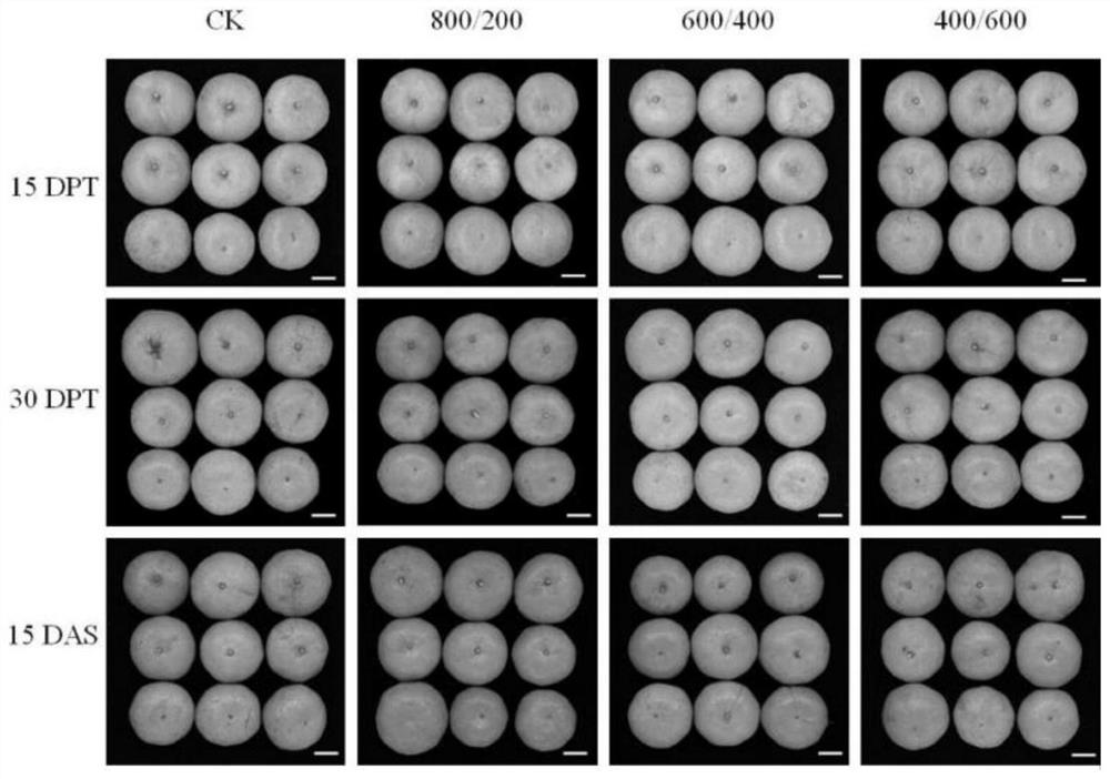 Fruit preservative and method for delaying senescence of citrus fruits and prolonging fruit bearing fresh-keeping period