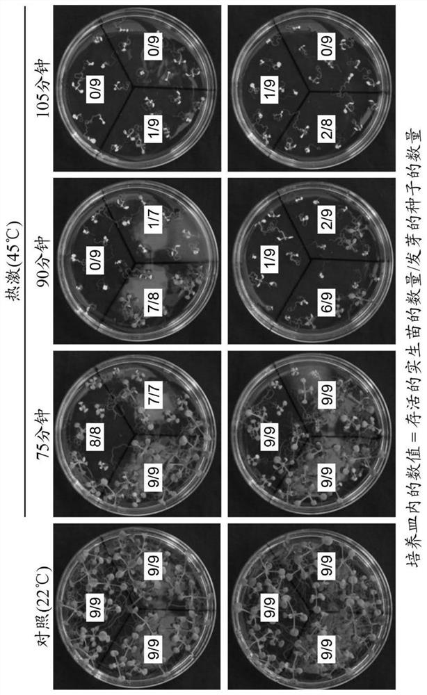 Plant high temperature stress resistance improving agent, method for improving high temperature stress resistance, albino inhibitor, and dreb2a gene expression promoter