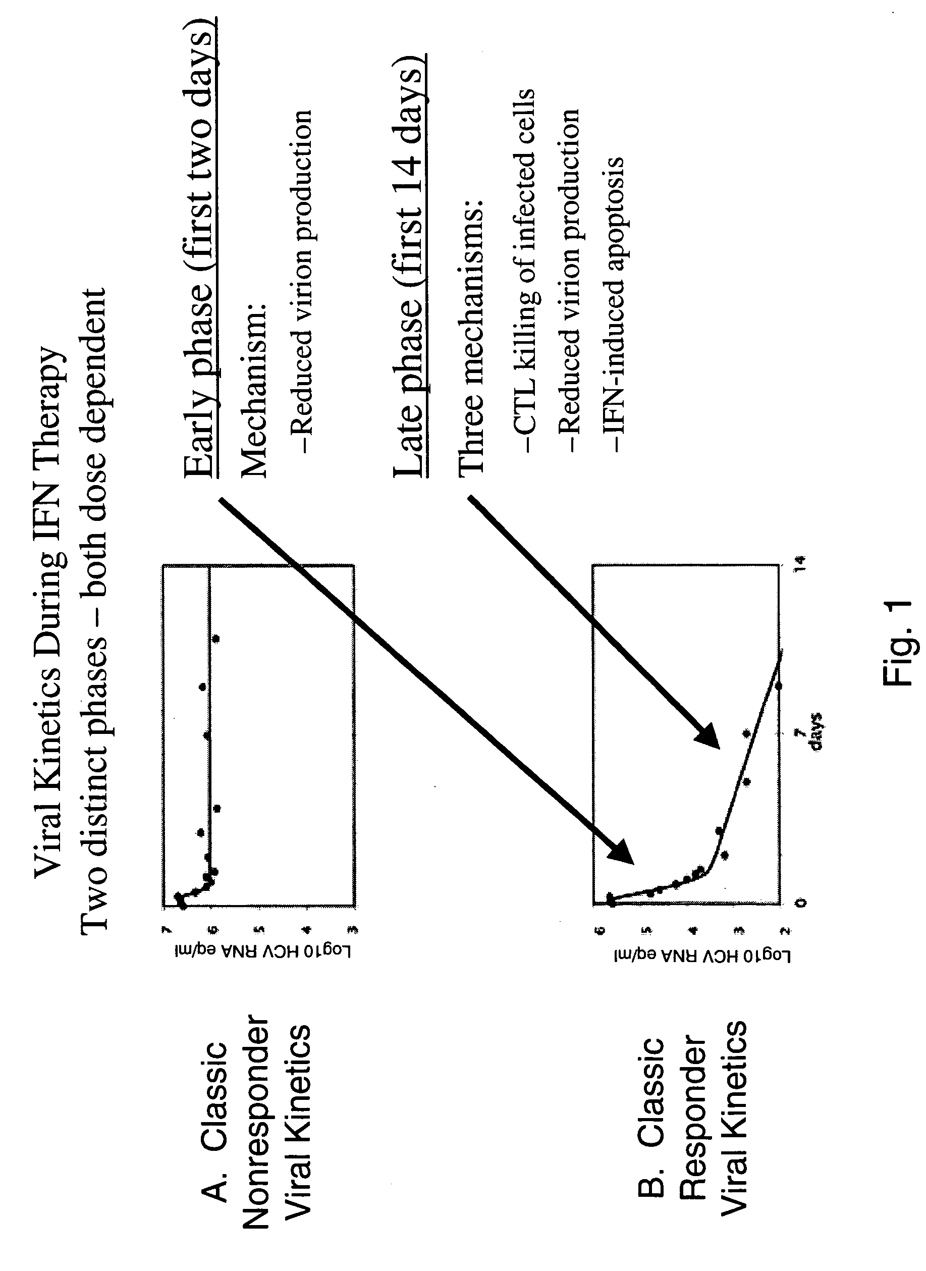 Interferon-alpha polypeptides and conjugates