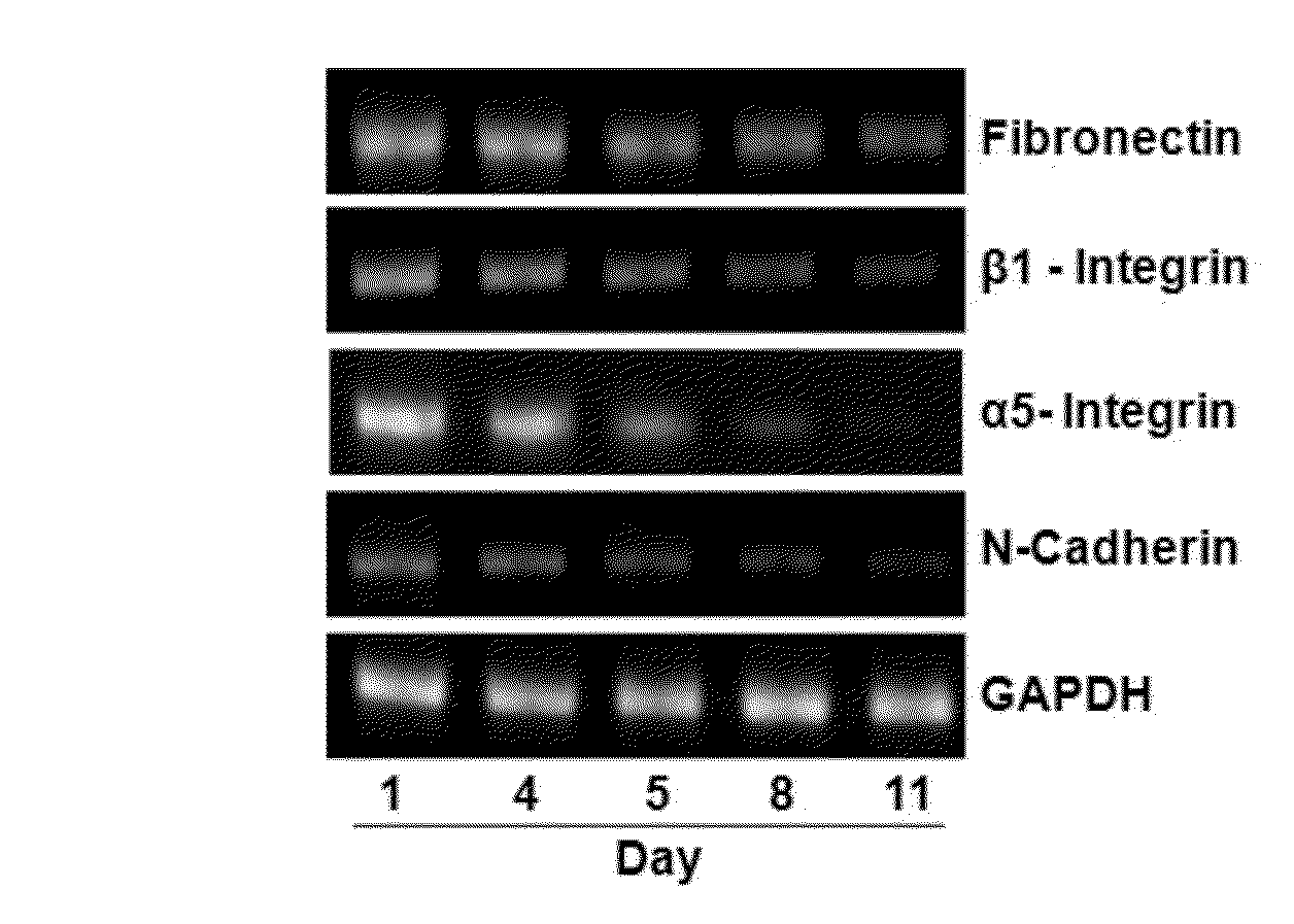 Use of compounds for inducing differentiation of mesenchymal stem cells to chondrocytes