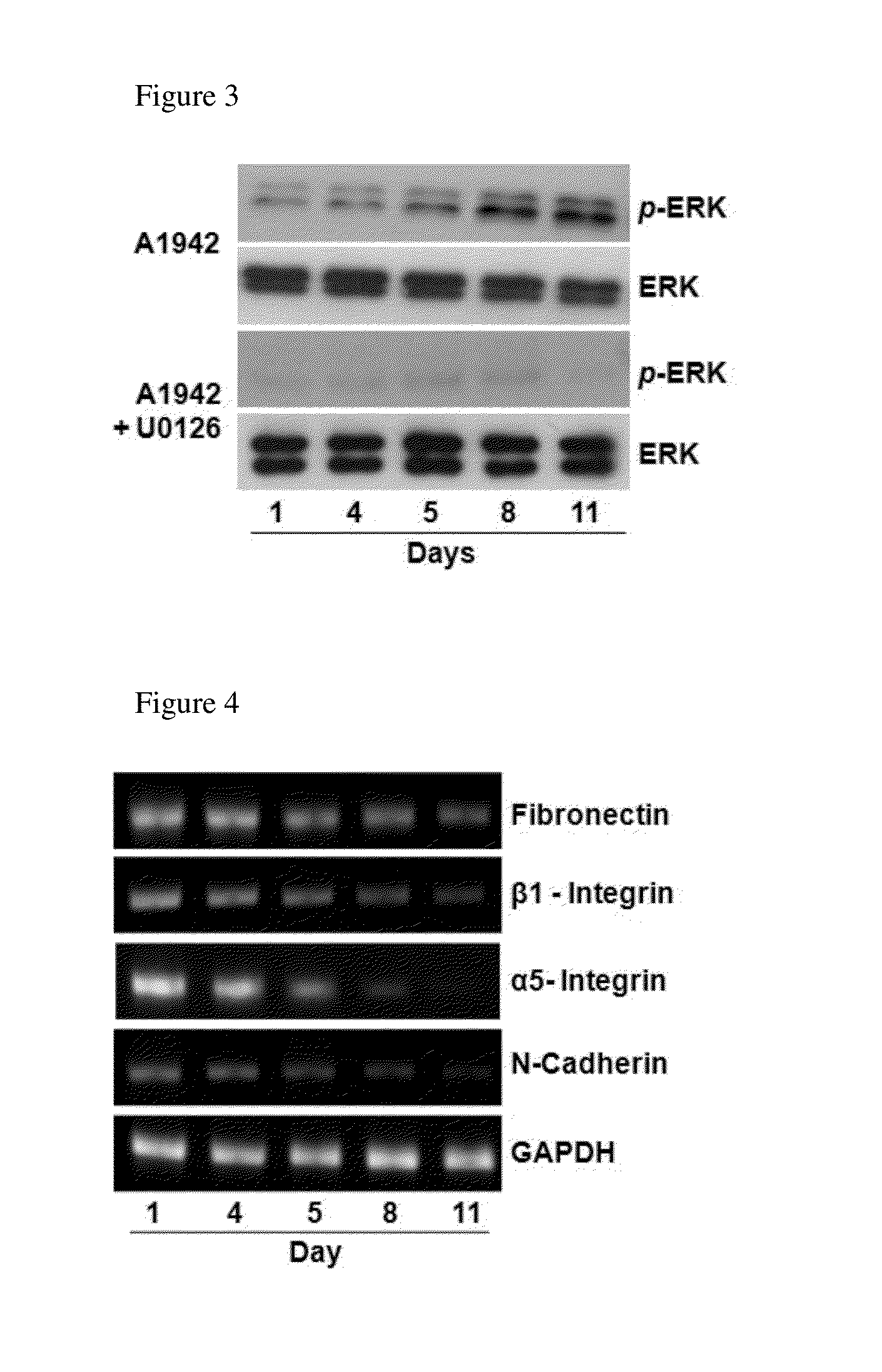 Use of compounds for inducing differentiation of mesenchymal stem cells to chondrocytes